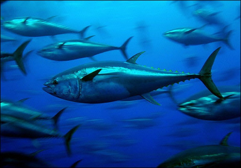 <span style='color:#780948'>ARCHIVED</span> - Major new tuna farm planned off the north of La Manga