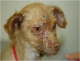 Murcia researchers make advances in canine leishmaniosis diagnosis