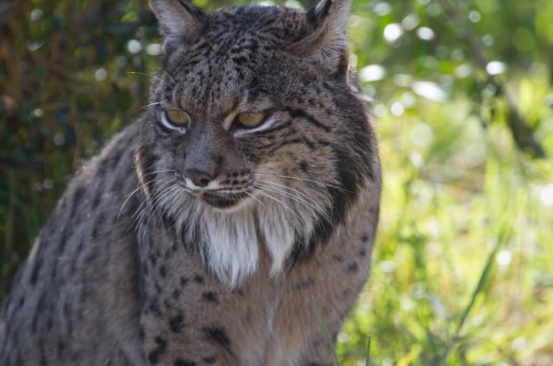 <span style='color:#780948'>ARCHIVED</span> - Rare Iberian lynx adapting to life at Terra Natura wildlife park