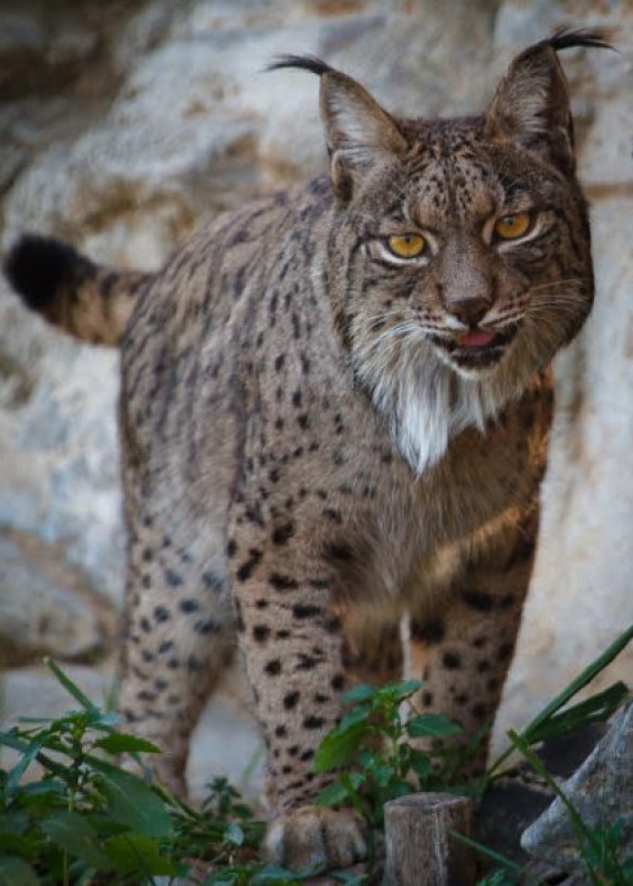 <span style='color:#780948'>ARCHIVED</span> - Rare Iberian lynx adapting to life at Terra Natura wildlife park