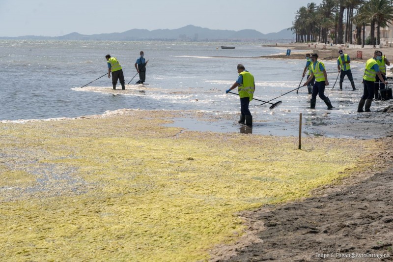 <span style='color:#780948'>ARCHIVED</span> - Murcia government commits 90 personnel to clean Mar Menor beaches
