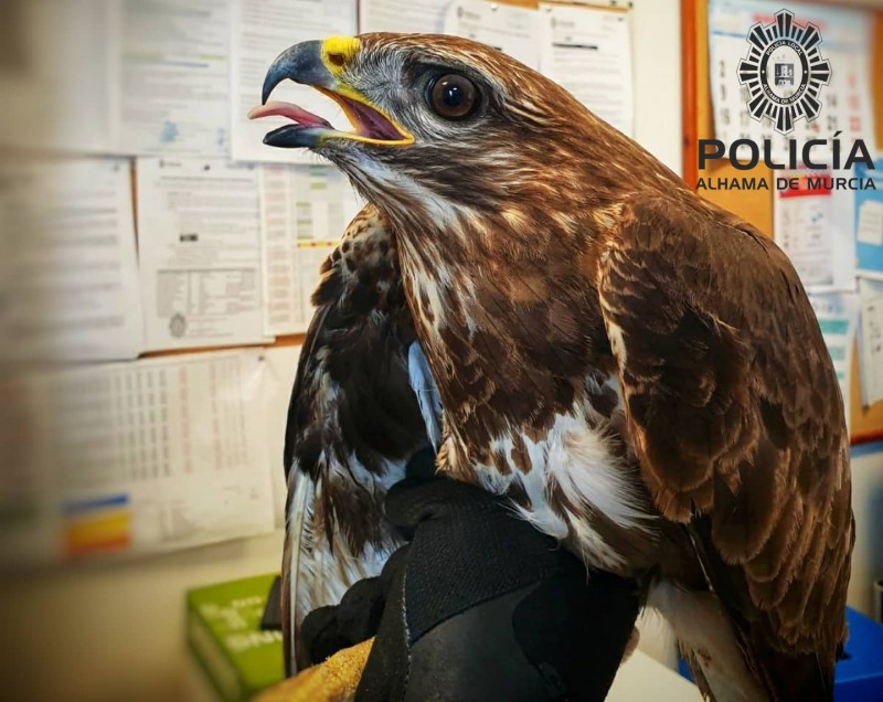 <span style='color:#780948'>ARCHIVED</span> - Injured buzzard rescued in Alhama de Murcia