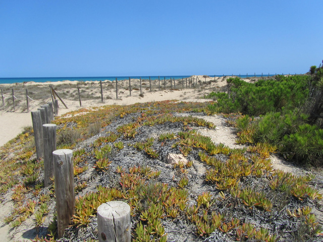 Playa de las Ortigas / Platja de les Ortigues, Guardamar del Segura