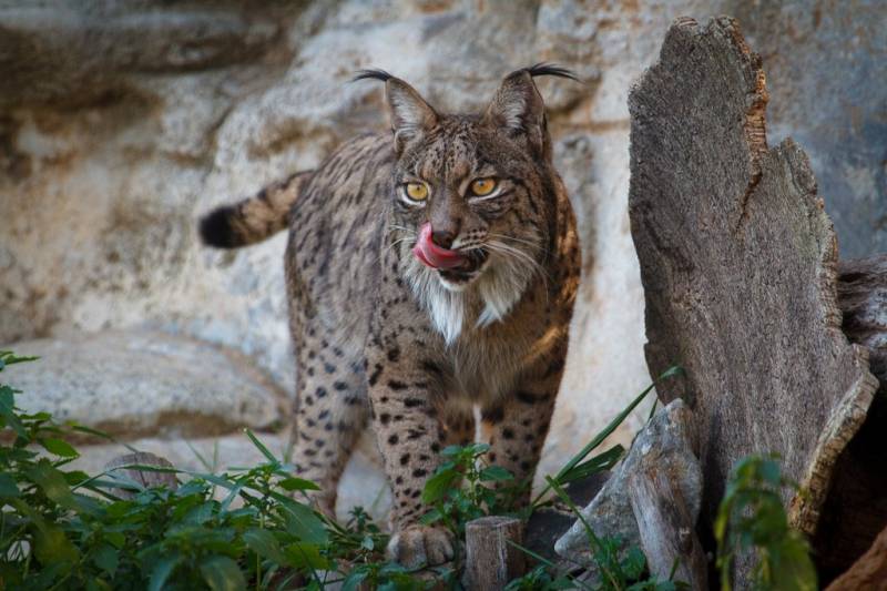 Murcia is set to receive two new specimens of Iberian Lynx