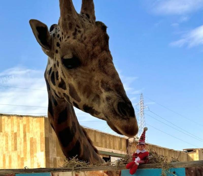 Terra Natura Murcia celebrates Christmas with a special interactive Advent calendar