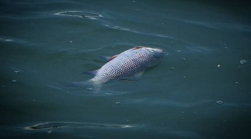 Ecological alarm in Marbella: Mass fish deaths in Turtle Lake