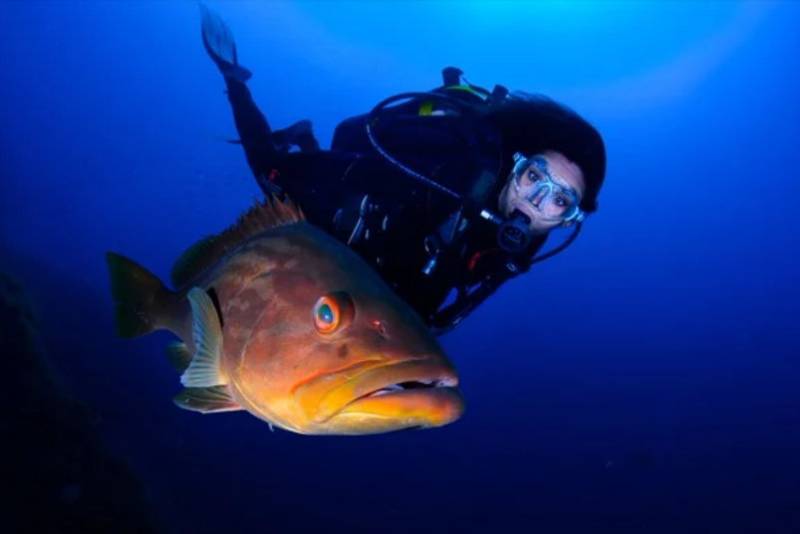 Exciting ways to see the wildlife of the Region of Murcia!