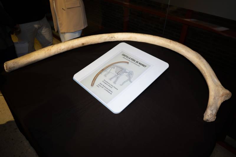 900,000-year-old mammoth rib? Turns out it might be a whale of a mistake