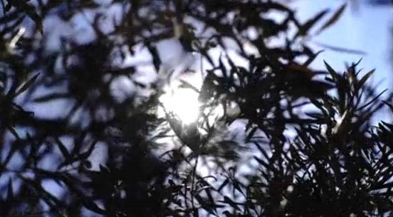 Discover the liquid gold that is the olive oil of the Region of Murcia!