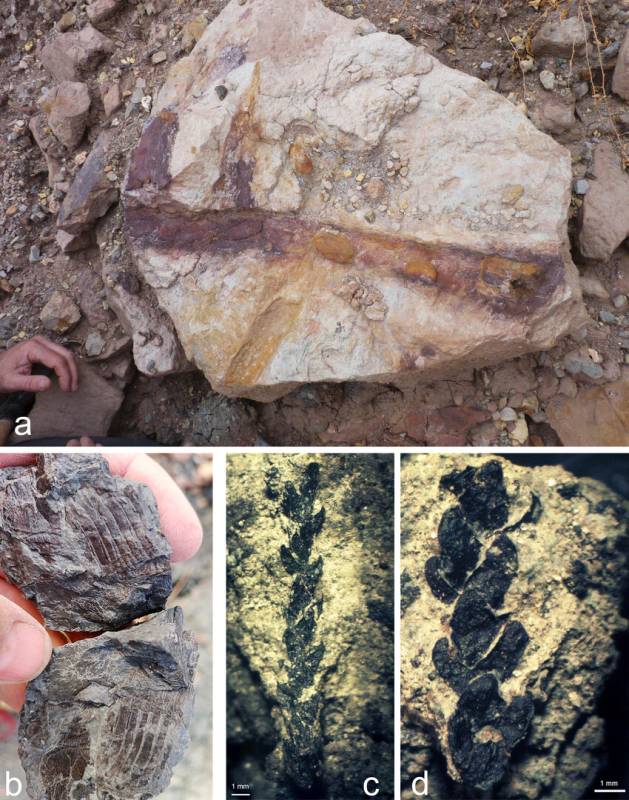 Feast of pre-Jurassic fossils found in Alicante province 