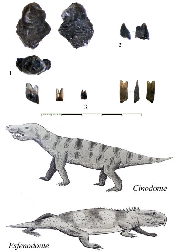 Feast of pre-Jurassic fossils found in Alicante province 