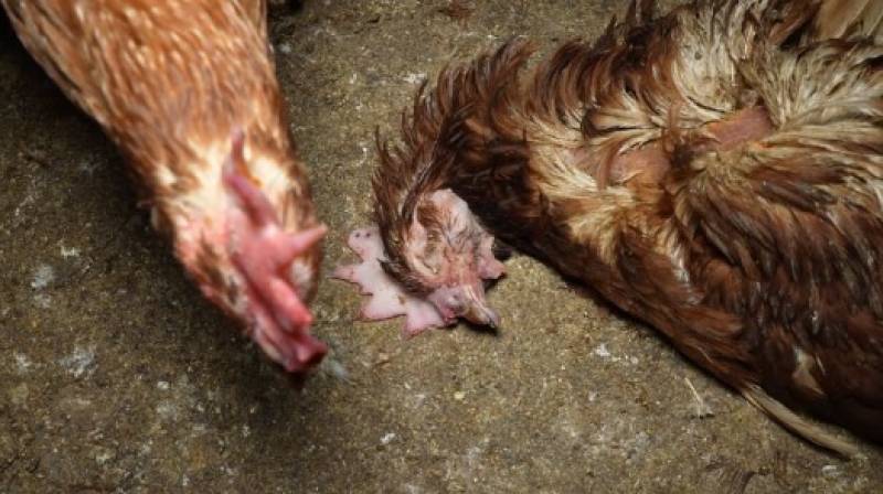 Watch the disturbing new footage from a Mallorca chicken farm that shows worsening conditions