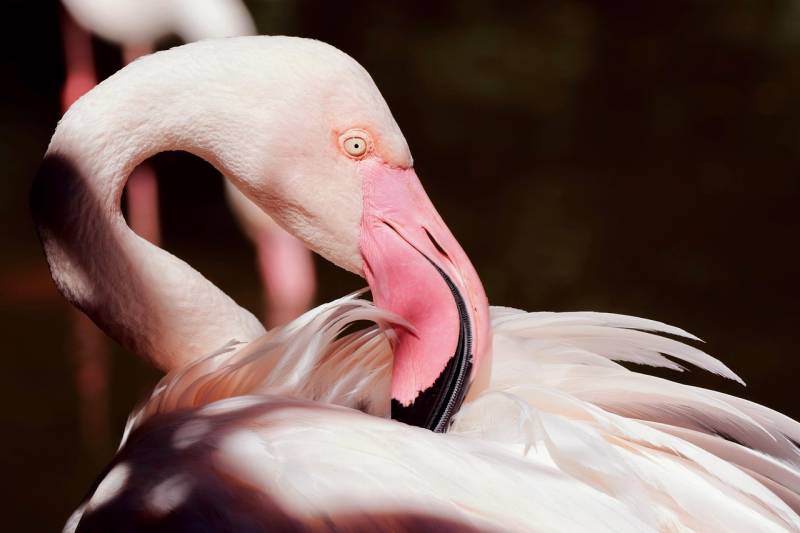 Bird found injured on Malaga runway causes delays for British flights