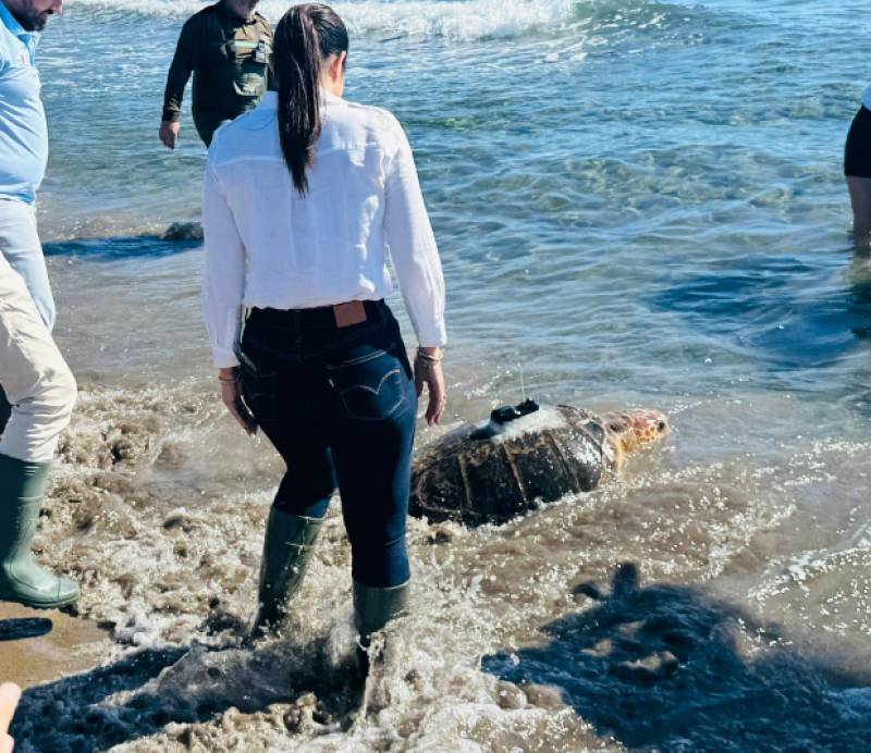 Largest loggerhead turtle ever found in Murcia released back into the sea at Calnegre
