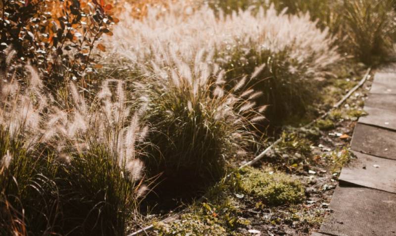 The unstoppable weed taking over roadsides in the Region of Murcia