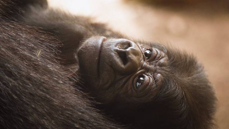 Meet Ernie: Bioparc Fuengirola's baby gorilla gets his name