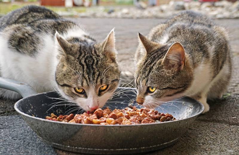 Málaga's street cats get a Christmas boost from the Ayuntamiento