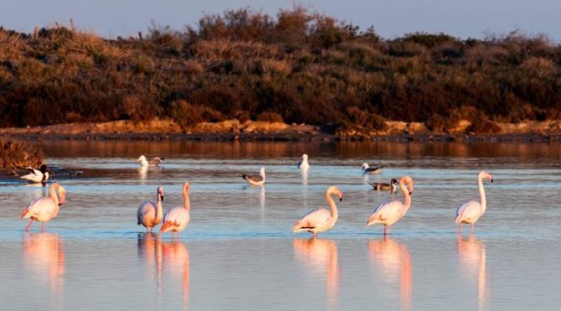January 11 Free ENGLISH LANGUAGE guided tour in San Pedro del Pinatar, Life in the World of Salt
