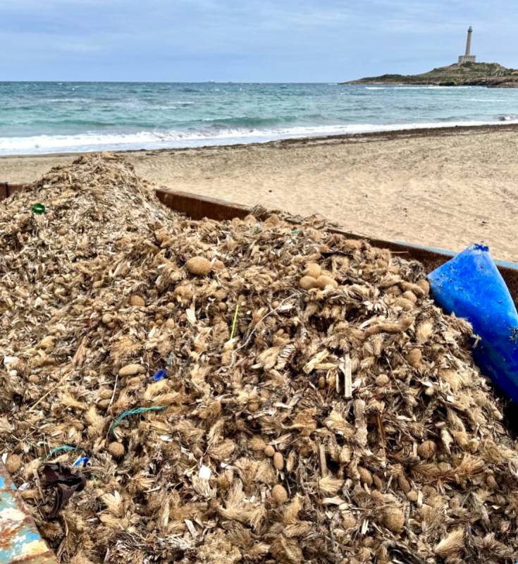 Environmental group warns of damage to Cartagena's beaches during the cleaning process