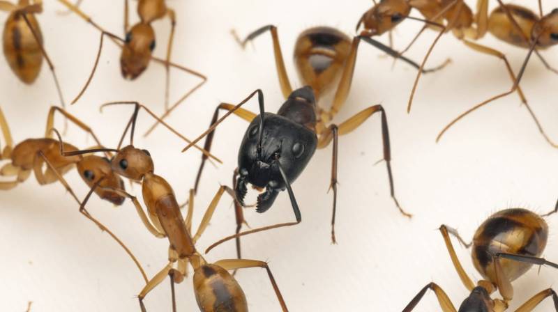Not for the squeamish: Valencia park reveals 'surgeon' ants that amputate body parts to survive