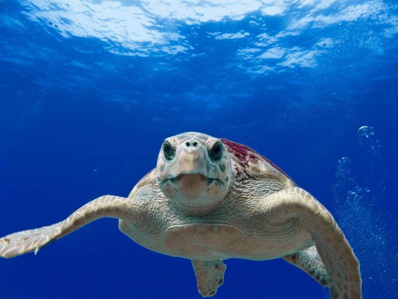 June 14 Turtle awareness morning in Cabo de Palos!