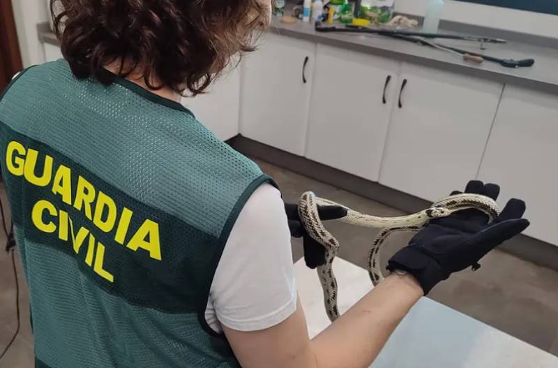 Escaped python sparks smuggling investigation at Andalucia parcel depot