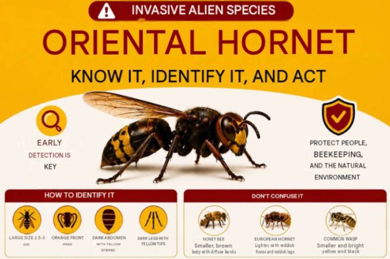Cartagena steps up hunt for invasive Oriental hornet after nest is found