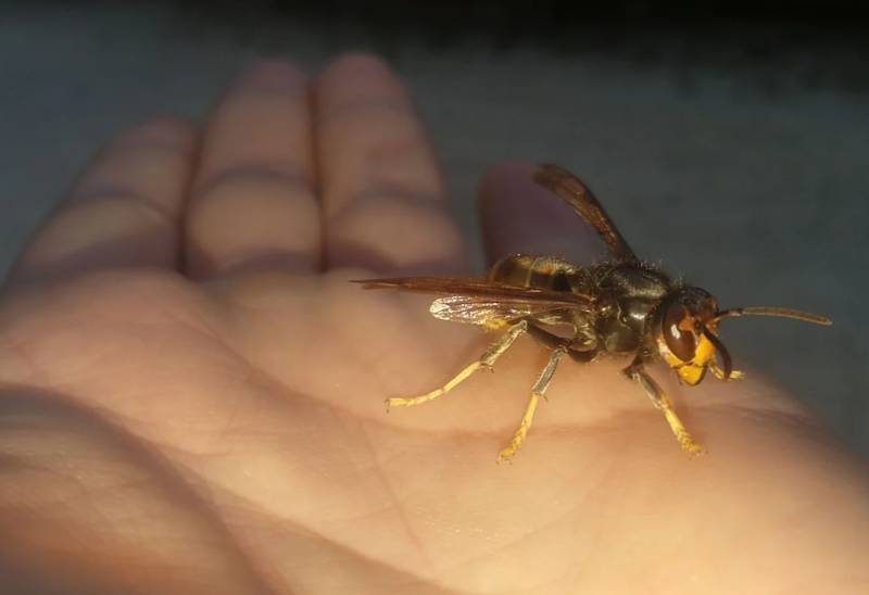 How to make a homemade trap for wasps using an old plastic bottle