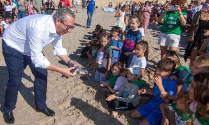 Seven turtles born on Benidorm beach return to the sea after a year of care