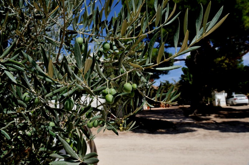 Almazara Deortegas olive oil affiliated to the Yecla Wine Route