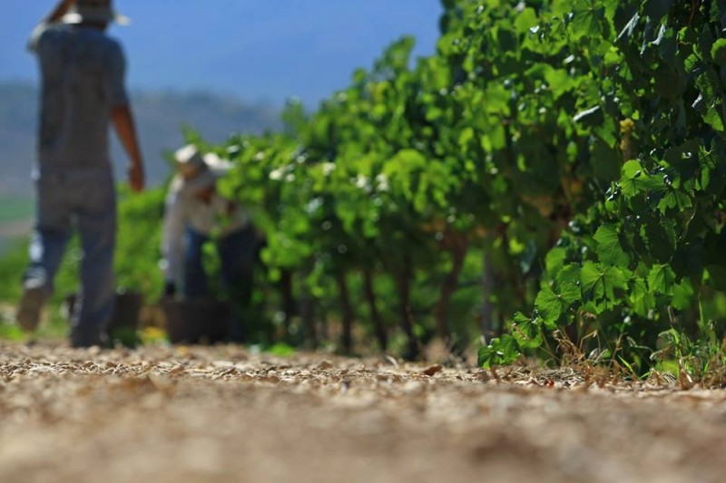 Yecla Wine Route; Bodegas Castaño