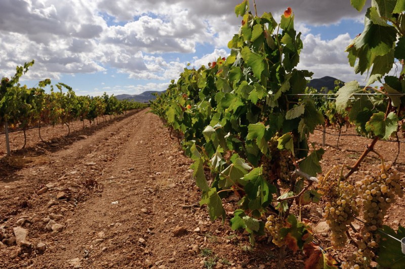 Bodegas La Purísima affiliated to Yecla Wine Route